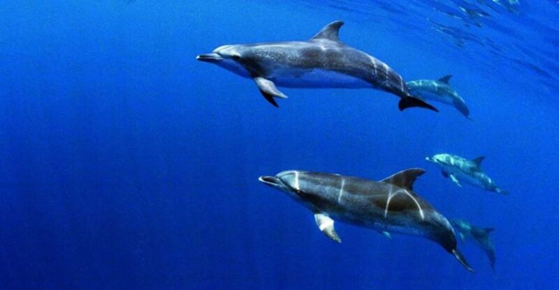 Terceira: Half-Day Dolphin and Whale Watching Tour - Final Thoughts