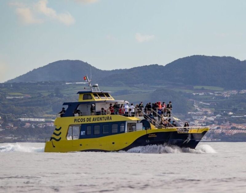 Terceira: Half-Day Dolphin and Whale Watching Tour - FAQs