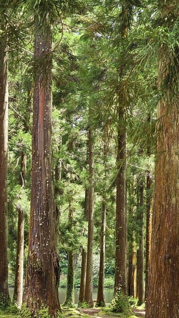 Terceira Island : Half-Day Van Tour to the Caves - The Value of This Tour