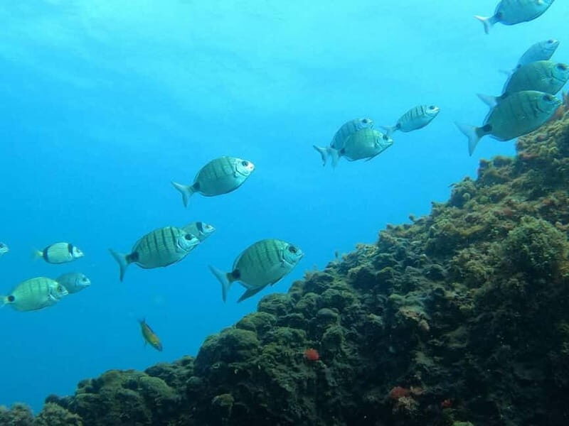 Terceira Island: Snorkeling Adventure - Key Points