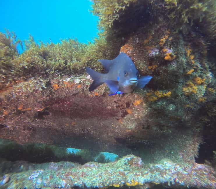 Terceira Island: Snorkeling Adventure - Final Thoughts