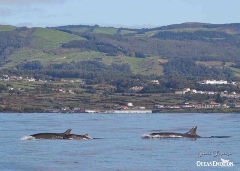 Terceira Island : Whale and Dolphin Watching boat excursion - The Value of the Experience