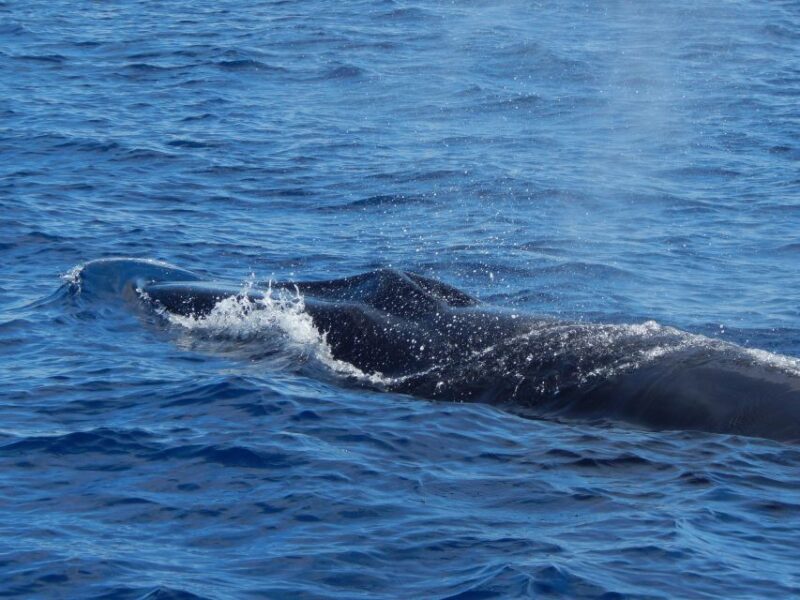Terceira Island : Whale and Dolphin Watching boat excursion - Frequently Asked Questions