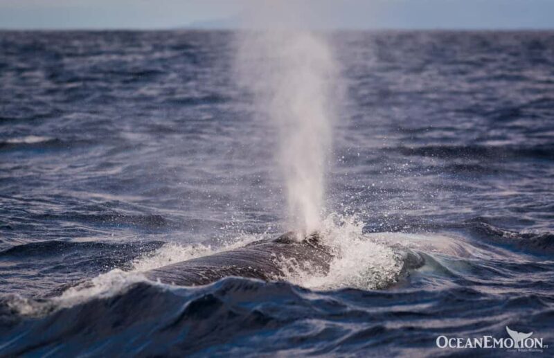 Terceira Island: Whale Watching + Ilhéus das Cabras - Key Points