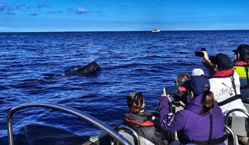 Terceira: Whale and Dolphin Watching in a Zodiac Boat - What You Can Expect from the Whale and Dolphin Tour in Terceira