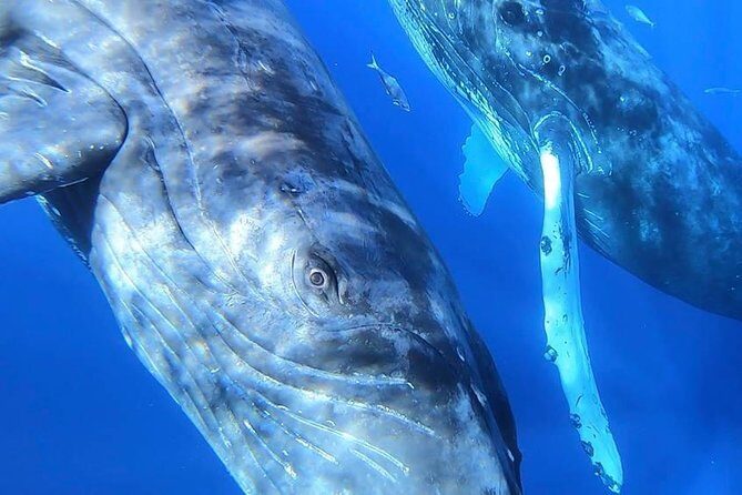 TEST Ultimate Whale Watch from Lahaina - The Cost and Value