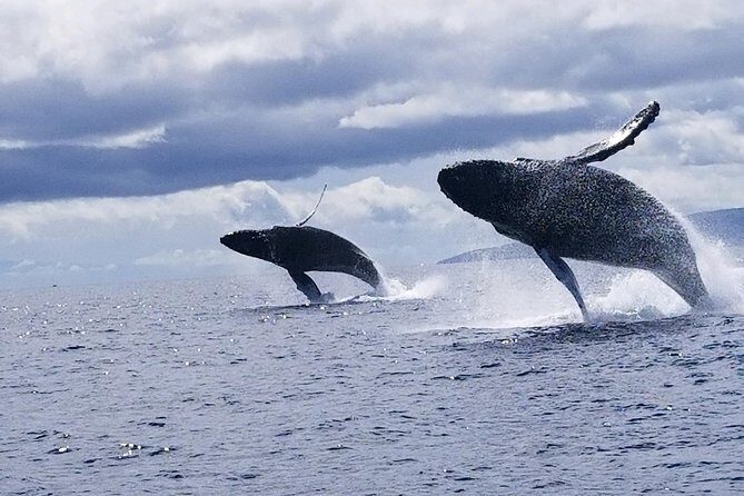 TEST Ultimate Whale Watch from Lahaina - What the Reviews Say