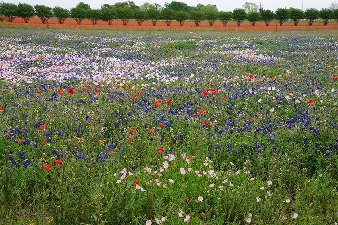 Texas Hill Country and LBJ Tour From San Antonio - The Itinerary in Detail