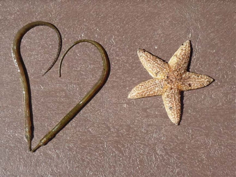 Texel: Electric Fatbike Rental with Map - Who Should Consider This Tour?