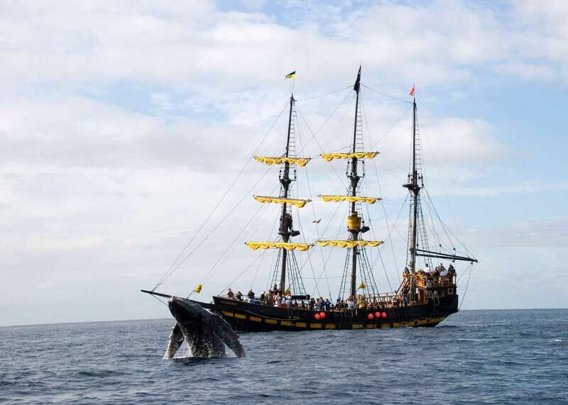 Thar She Blows! Whale Watching Pirate Cruise - An Overview of the Experience