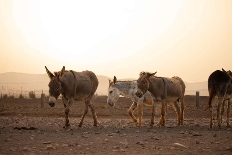 The Animal Academy - Shelter Tour - Who Should Consider This Tour?