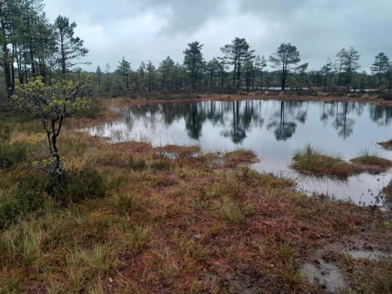 The Authentic Lahemaa daytour Carmen reisid - The Experience from the Reviews