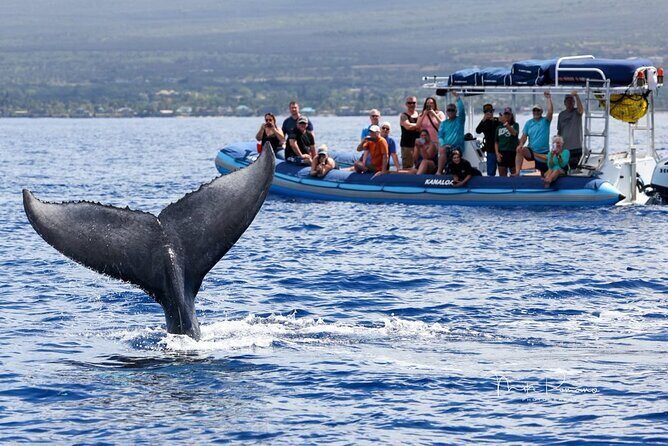 The Best 10 am 1.5 Hour Whale Watching Tour - Key Points