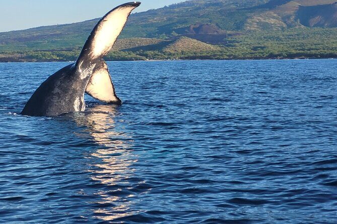 The Best 10 am 1.5 Hour Whale Watching Tour - What to Expect on This Whale Watching Tour