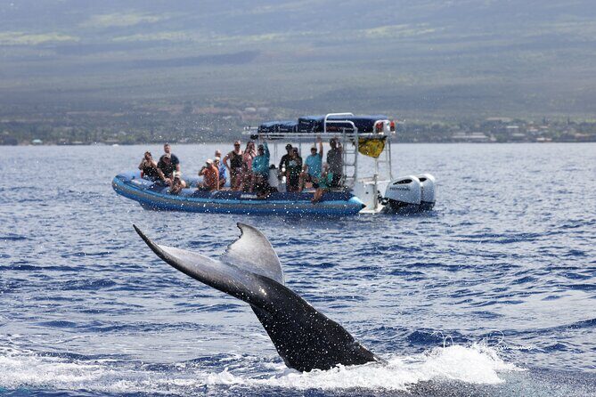 The Best 10 am 1.5 Hour Whale Watching Tour - Who Should Consider This Tour?