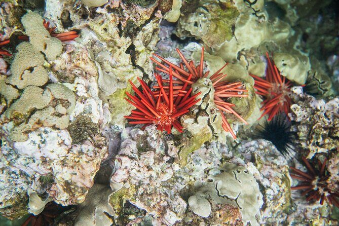 The Best 2 Hour Molokini Express Snorkeling - Value for Money and Practical Considerations