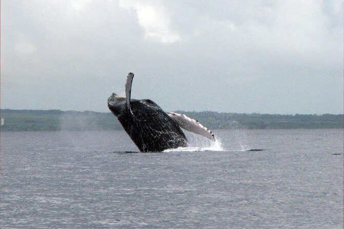 The Best 8 am 1.5 Hour Whale Watching Tour - FAQs