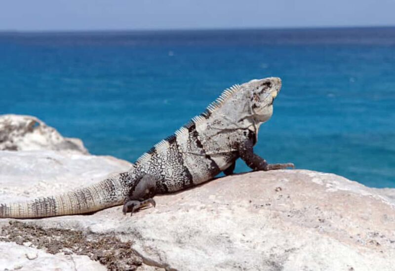 The best of Isla Mujeres Private Tour - Getting to Know the Tour: What It’s All About