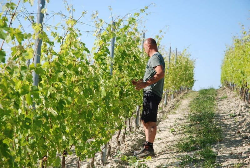 The Best of the Langhe: Wine Tasting & Traditional Meal - Key Points