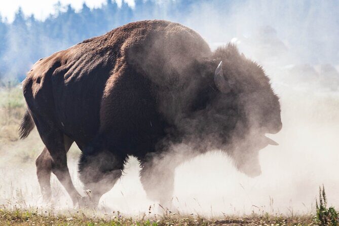 The Best of Yellowstone - Nat'l Park Day Tour From Cody - Private - An In-Depth Look at the Itinerary