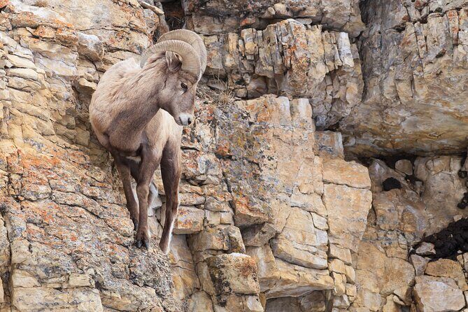 The Best of Yellowstone - Nat'l Park Day Tour From Cody - Private - Final Thoughts