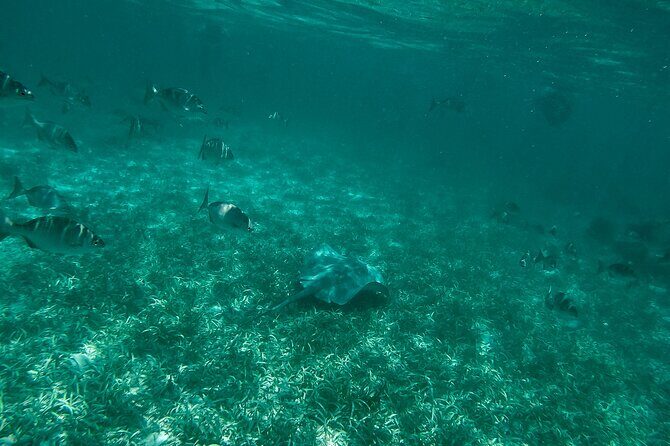The Best Speedboat Tour In Cancun through Nichupte Lagoon, Snorkel included. - FAQ