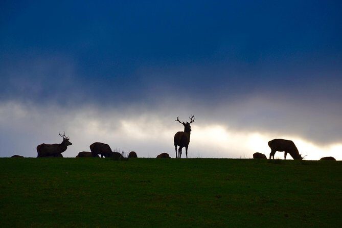 The Best Two Day Tours in Ireland: The Ring of Kerry and Dingle Slea Head Tours - FAQ