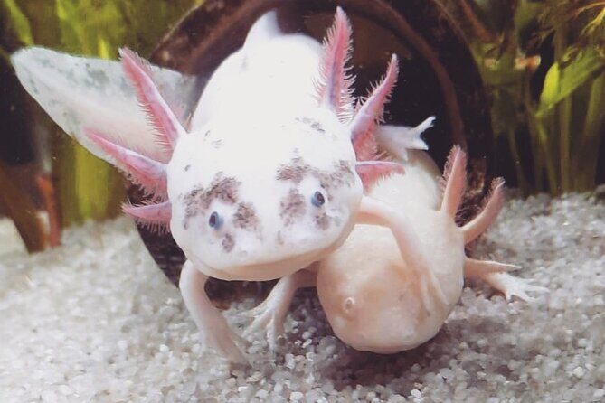 The best walk in Xochimilco - Who Will Love This Experience