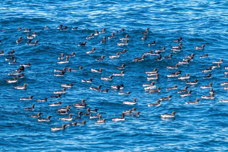 The Bird Safari Tour - Practical Details and Considerations