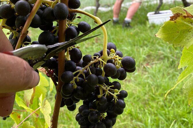 The Boutique Experience: Waiheke Best Cellar Tour (11 guests max) - FAQ