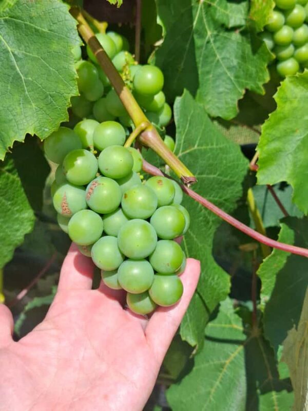 The Boutique Experience: Waiheke Island Best Cellar Tour - FAQs