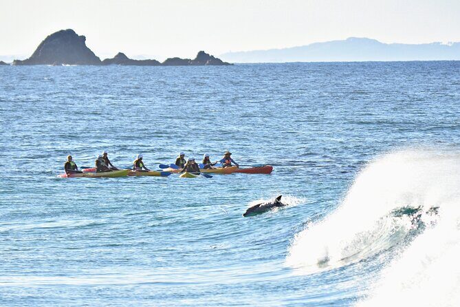 The Byron Bay Sea Kayak Tour - The Wildlife and Marine Life