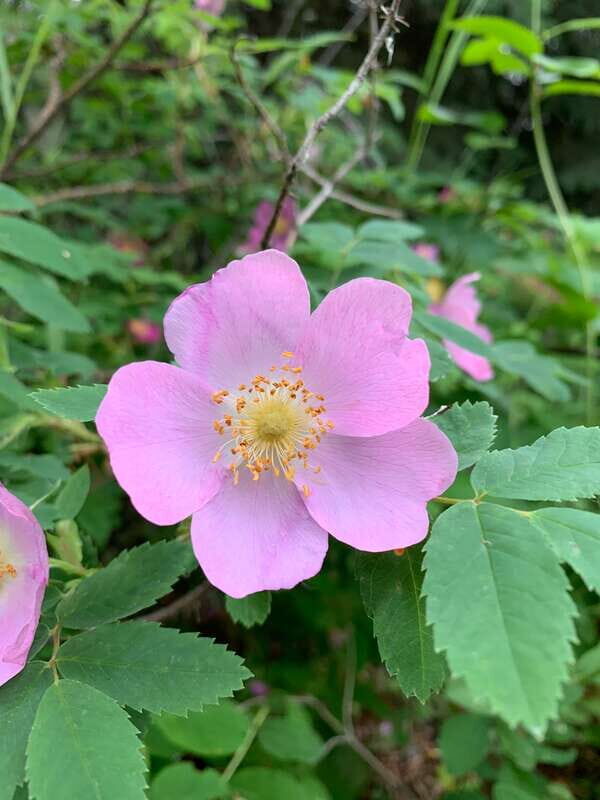 The Canmore HISTORY TOUR - Cowboys and Coal Miners 1.5H Walk - Key Points