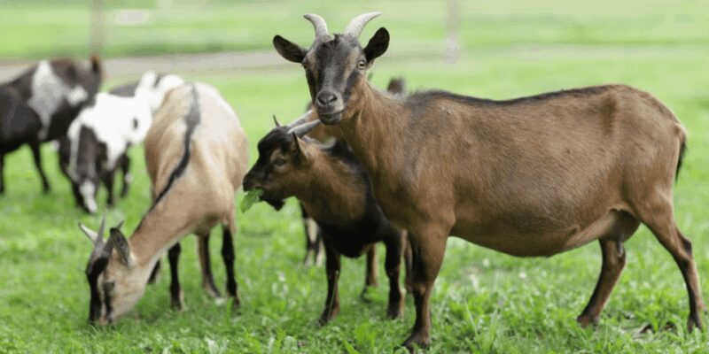 The cheeses and goats of the Roero. - Exploring the Cheeses and Goats of the Roero: A Genuine Taste of Piedmont