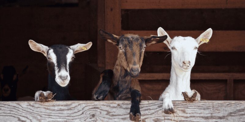 The cheeses and goats of the Roero. - Practicalities and Considerations