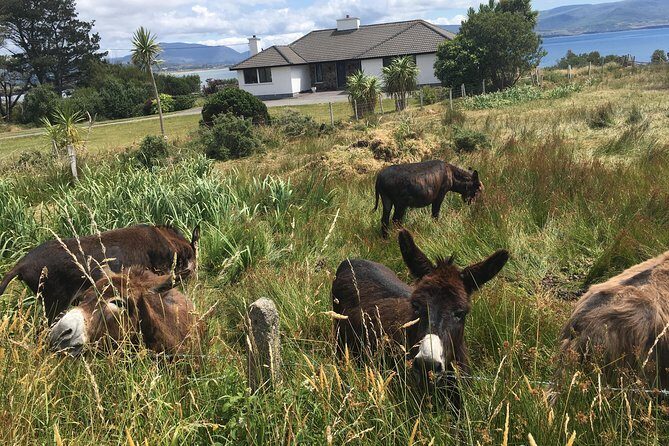 The Cliffs of Moher and Burren National Park Private Tour. - Final Thoughts