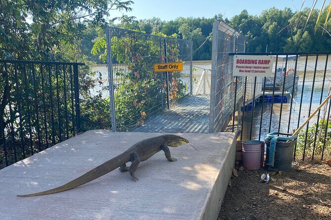 The Croc Bus to the Famous Jumping Crocodile Cruise - A Detailed Look at the Tour Experience