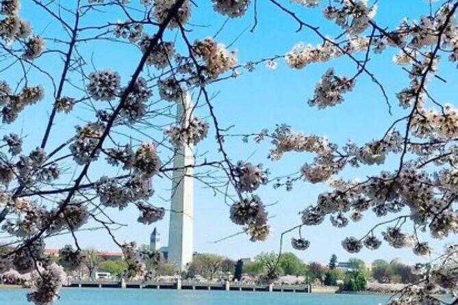 The DC Cherry Blossom Tour - Final Thoughts