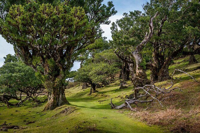 The Fanal Forest by Feeling Madeira - Discover the Enchanting Fanal Forest with Feeling Madeira
