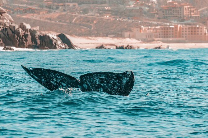 The Finest Private Yacht Experience in Cabo - Final Thoughts