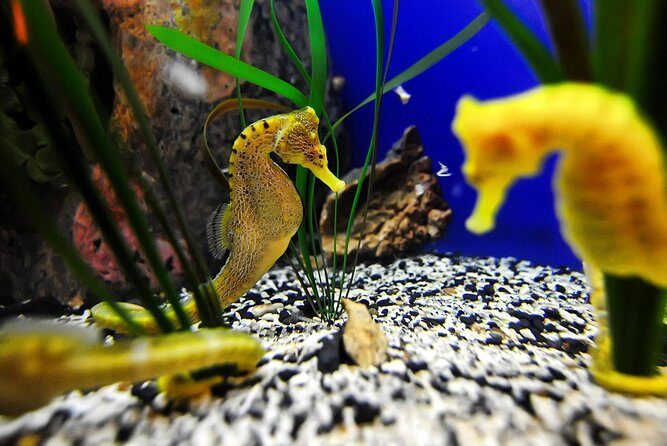 The Florida Aquarium in Tampa General Admission - An In-Depth Look at What to Expect