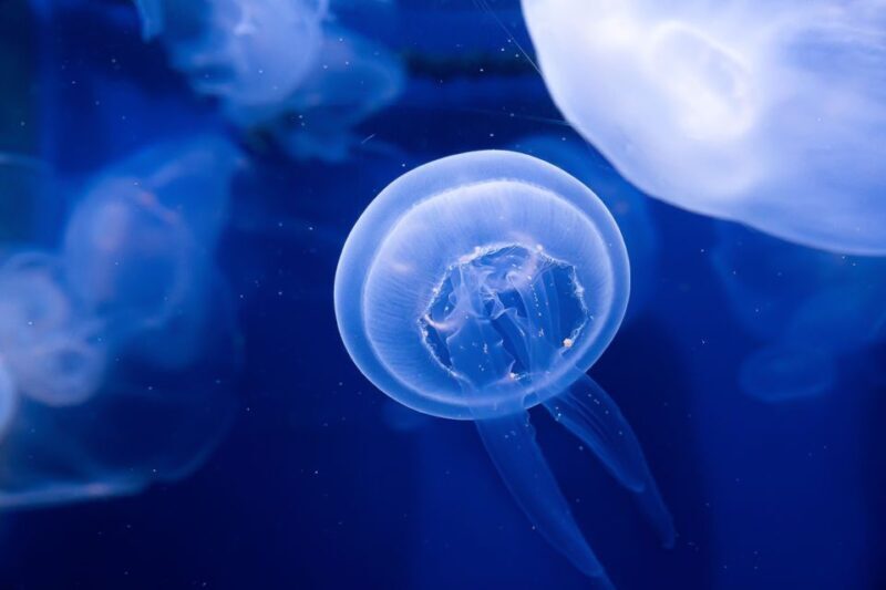 The Florida Aquarium Ticket - An Honest Look at The Florida Aquarium