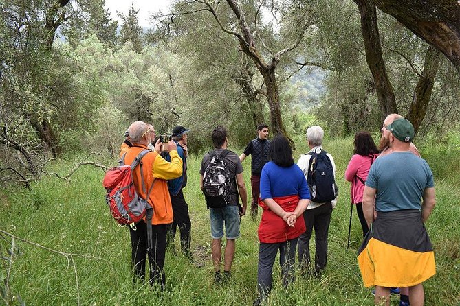 The Governor's Olive Mill Tour with Olive Oil Tasting - What to know before you book