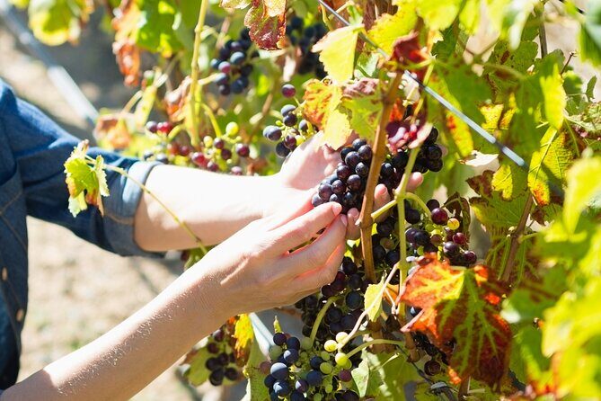 The Grape Escape: Troodos Mountains thru Wine Small Group Tour 7hrs - Overall Value and Experience