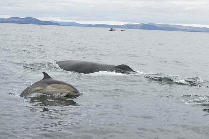 The Great Blasket Island Experience - Premium Tour - The Overview of the Experience