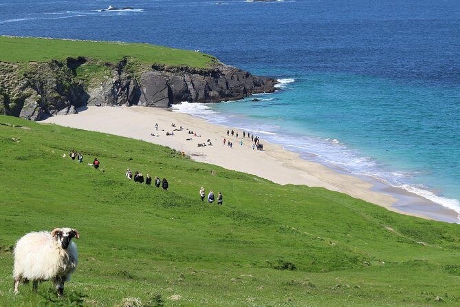 The Great Blasket Island Experience - Premium Tour - Wildlife and Scenic Highlights