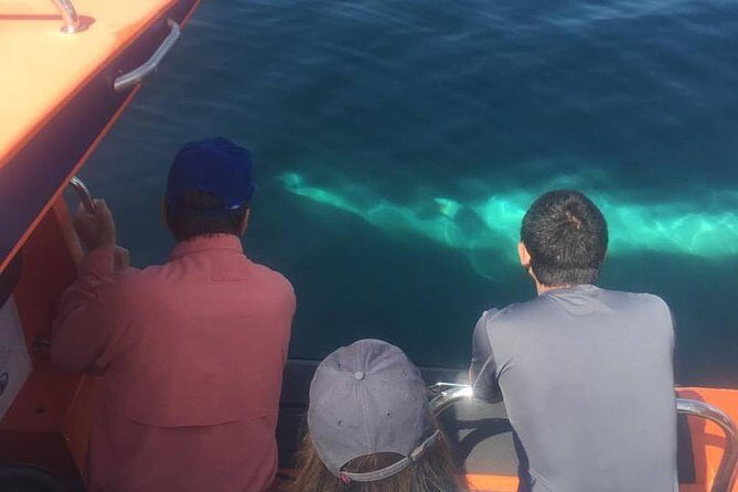 The Great Blasket Island Experience - Premium Tour - The Price and Value