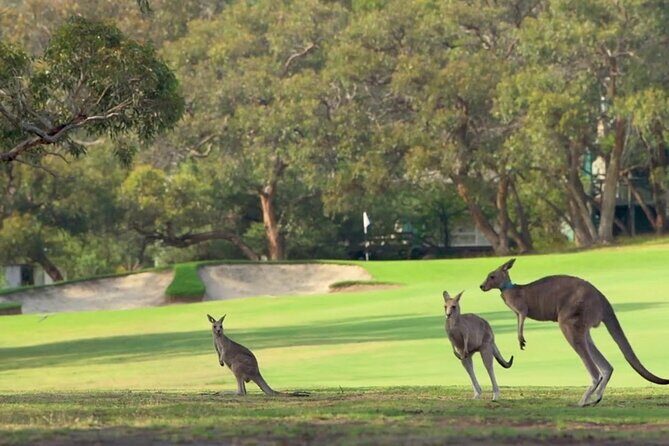 The Great Ocean Road Tour Scenic Coastal Journey - Final Thoughts: Who Is This Tour Best For?