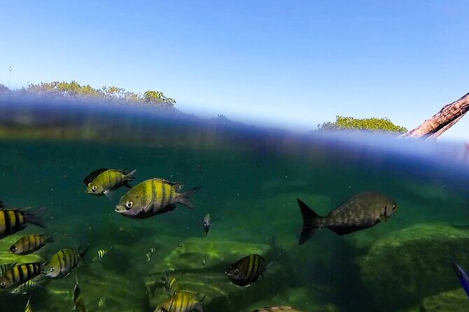 The great snorkeling adventure at the Riviera Maya private tour - FAQs