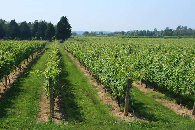 The Hamptons and Long Island Wineries Private Tour - Final Thoughts: Who Will Love This Tour?
